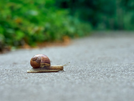 Slow grape snail crawl on the asphalt in the parkの写真素材