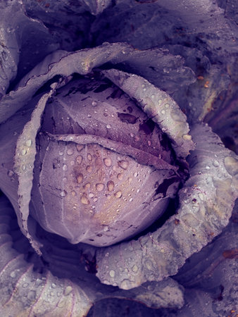 Cabbage growing in the garden.
