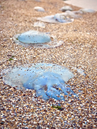 Colorful varieties of jellyfish washed ashore on pebbles coast of Black seaの写真素材