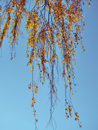 Birch branches with yellow leaves on a background of the skyの写真素材