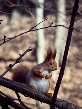 Cute squirrel in the park.の写真素材