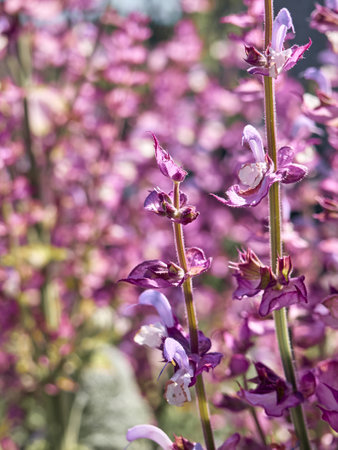 Blooming salvia sclarea in the garden.の写真素材