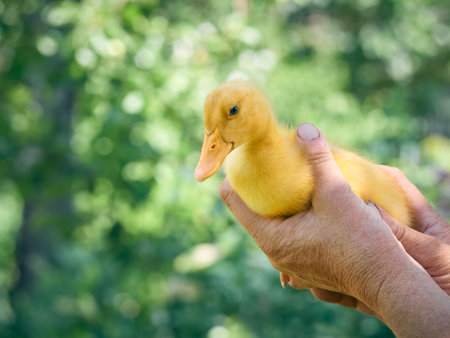 Small duckling in the hands.の写真素材