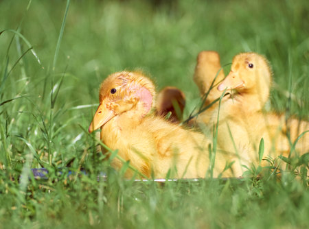 Cute young ducklings on a natural background.の写真素材