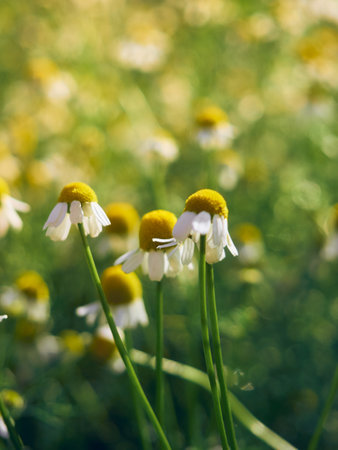 Chamomile flowers in a garden.の写真素材