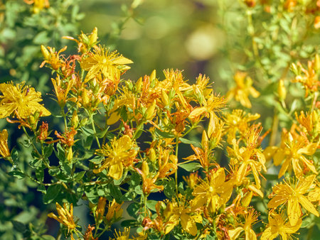Hypericum flowers on the meadow.の写真素材