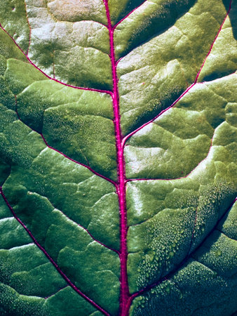 Close-up fresh green beet leaf.の写真素材