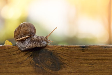 Slow grape snail crawl on the plank in the gardenの写真素材