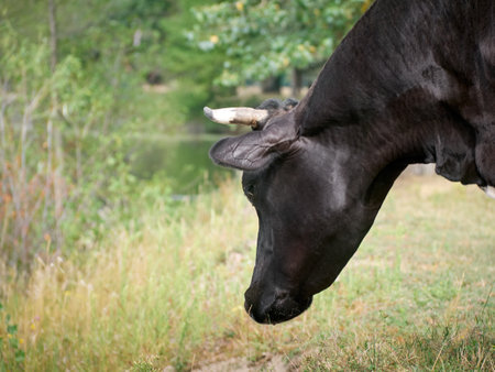 Cow on a green field.の写真素材
