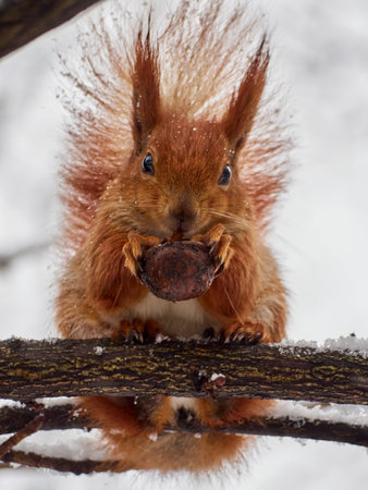Cute squirrel in the park.