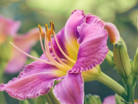 Daylily flower in the summer garden.の写真素材