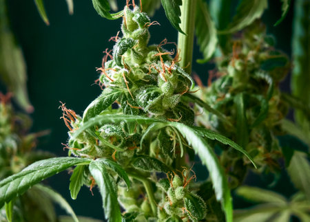 Medical marijuana bud or hemp plant blossom with leaves on the dark backgroundの写真素材