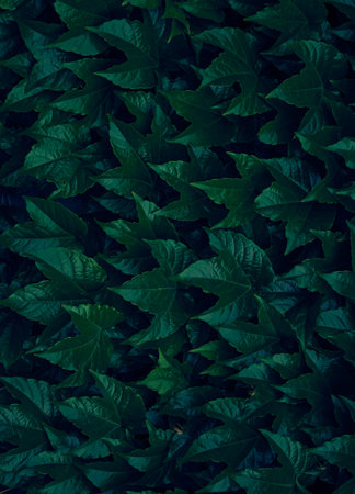 Background of dark green leaves.