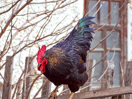 Rooster on a natural background.の写真素材