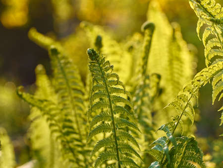 Young green fern in forest.の写真素材