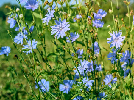 Chicory flowers on the meadow.の写真素材