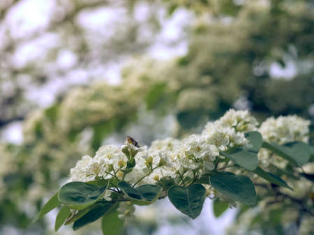 Branch of white flowers Crataegus monogyna.