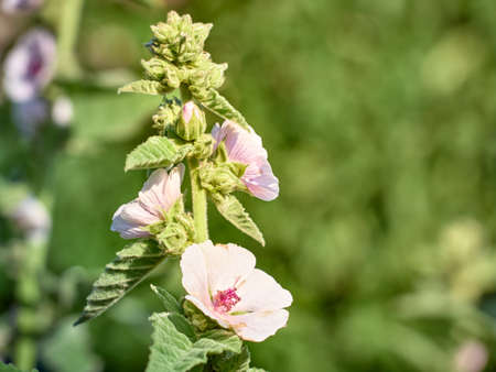 Wild flower Althaea officinalis in the garden.の写真素材