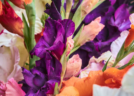 Bunch of colorful Gladiolus flowersの写真素材
