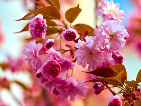 Blooming sakura in the park.の写真素材