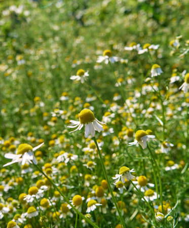 Chamomile flowers in a garden.の写真素材