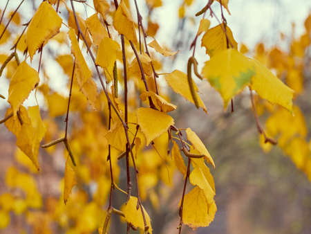 Branches with yellow leaves on a natural backgroundの写真素材