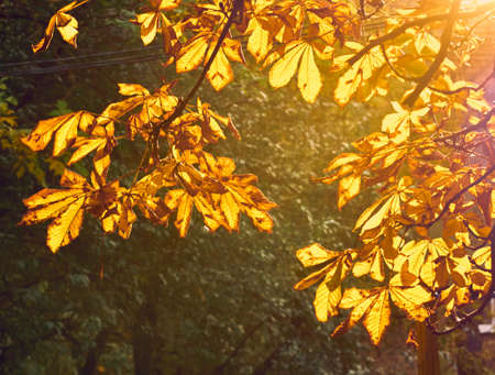 Branches with yellow leaves on a natural backgroundの写真素材