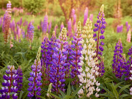 Purple lupin flowers blooms in the field.の写真素材