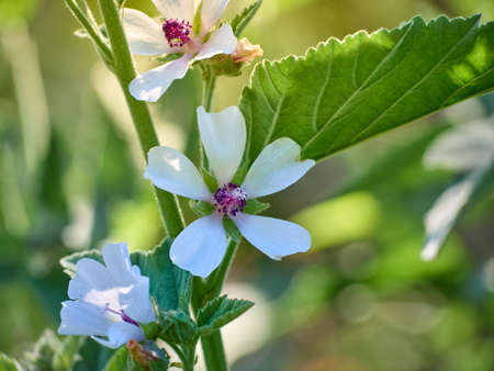 Wild flower Althaea officinalis in the garden.