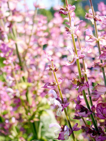 Blooming salvia sclarea in the garden.の写真素材