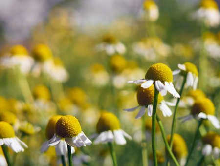 Chamomile flowers in a garden.の写真素材