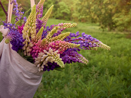 Colored lupin flowers in the bag in the field.の写真素材