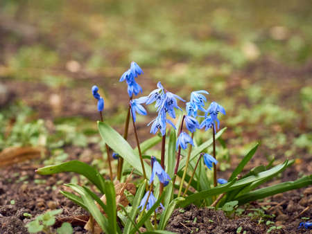 Blue flowers Puschkinia Scilloides blooming in early spring.の写真素材