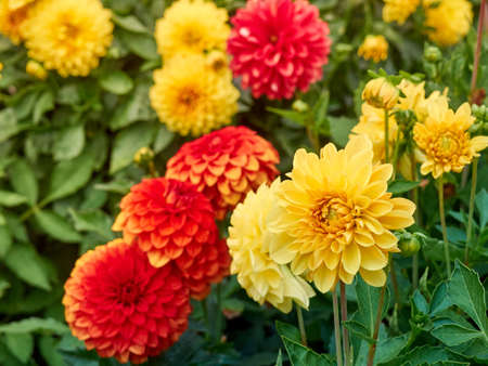 Dahlia flowers in the gardenの写真素材