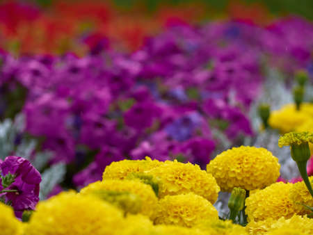 Flower bed with bright flowersの写真素材