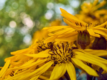 Yellow flowers on natural background.の写真素材
