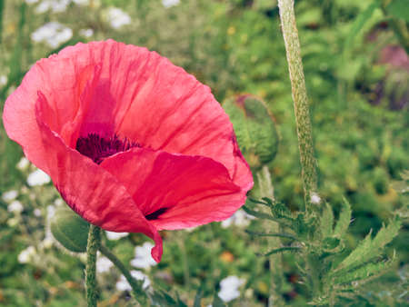 Pink poppy flower in a garden.の写真素材