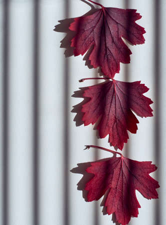 Autumn red leaves on white background