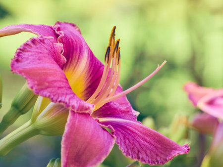 Daylily flower in the summer garden.の写真素材
