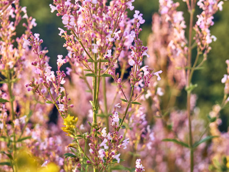 A summer meadow with beautyful flowers.の写真素材