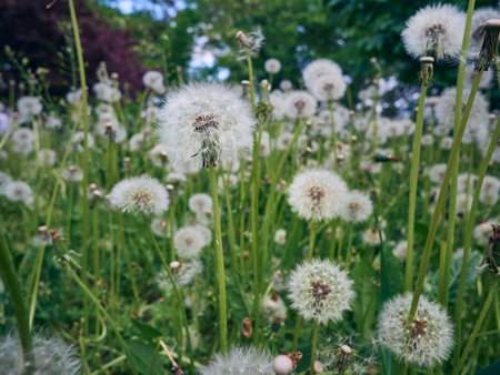 White fluffy dandelions in bloom.の写真素材