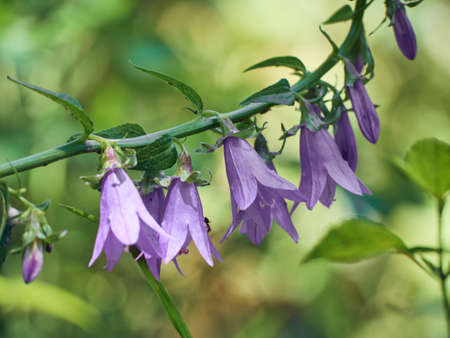 Campanula persicifolia flower blooming.の写真素材