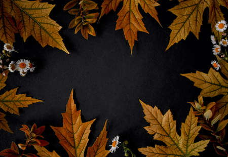 Autumn orange leaves on black background