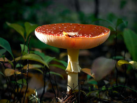 Fly agaric in the autumn forest.