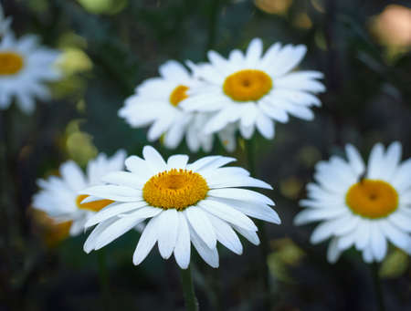 Chamomile flowers in the meadow.の写真素材
