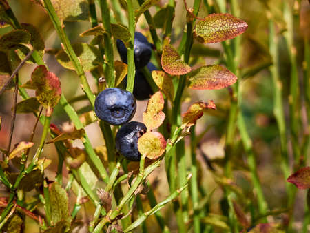 Bush of bilberry in the mountains.の写真素材