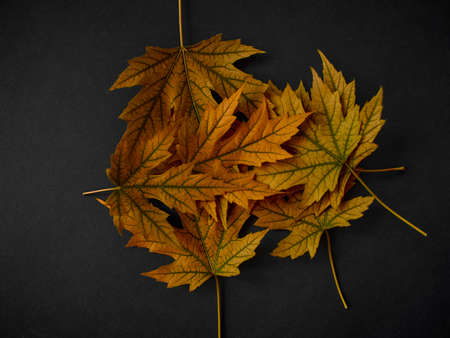 Autumn orange leaves on black backgroundの写真素材