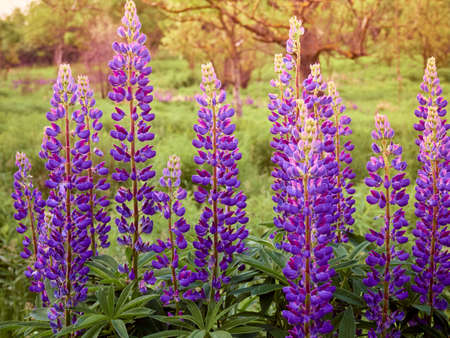 Purple lupin flowers blooms in the field.の写真素材