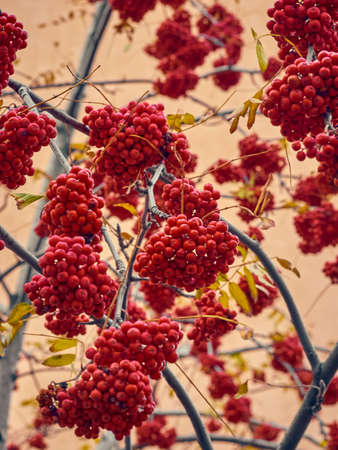Red rowan berries on a tree without leaves.の写真素材