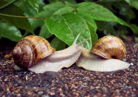 Date of two snails on a background of leavesの写真素材